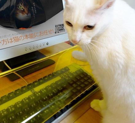Anti-Cat Keyboard Cover