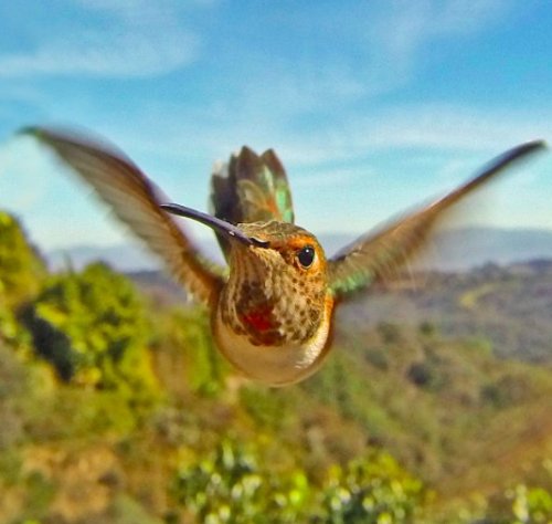 Bird Feeder Photo Booth