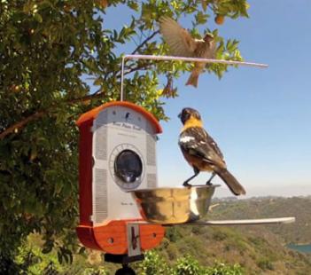 Bird Feeder Photo Booth