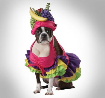 Cha Cha Cha Dog Costume