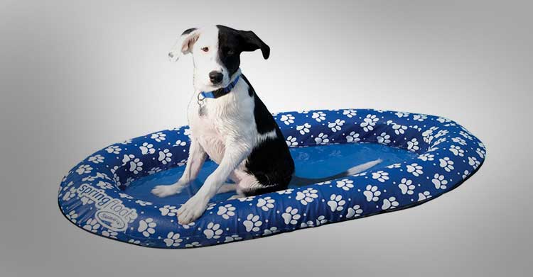 Dog Pool Float