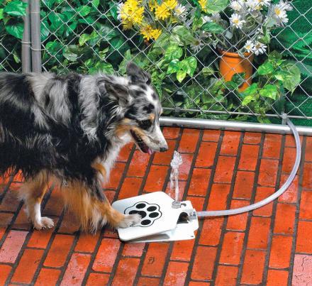 Dog Push Pedal Water Fountain – Doggie Fountain