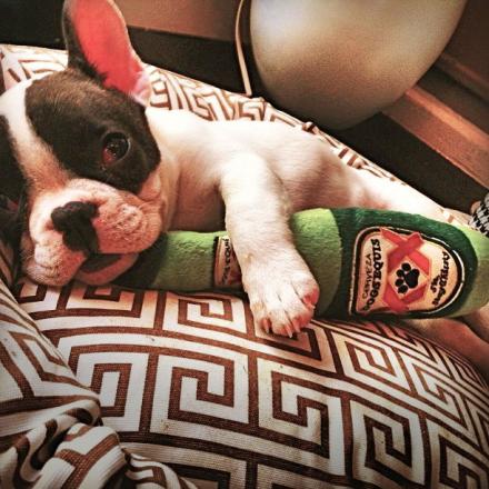 Dogs Equis Beer Bottle Dog Toy