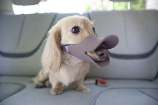 Duckbill Shaped Dog Muzzle 1