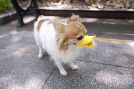 Duckbill Shaped Dog Muzzle 2