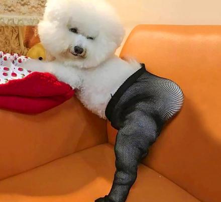 There’s a Pair Of Tiny Fishnet Stockings You Can Get For Your Dog, and We Don’t Know Why
