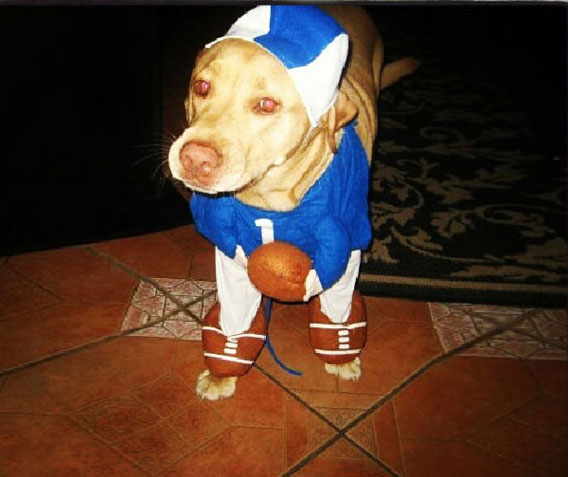 Football Player Dog Costume