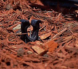 Garden Thorns Connect To Your Garden Hose – Delivers Water Straight To The Roots