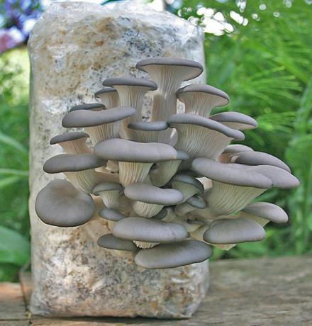 Grow Your Own Oyster Mushrooms With This All-In-One Kit