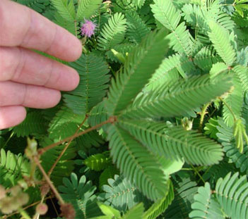 Mimosa Plant Folds In When Touched