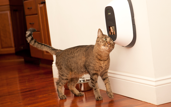 PetChatz Pet Webcam and Treat Dispenser