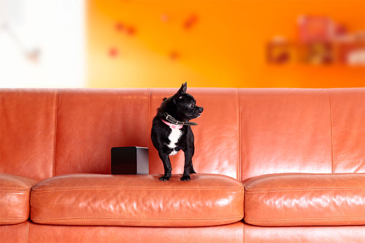 PetCube Play With Your Pet From Your Phone