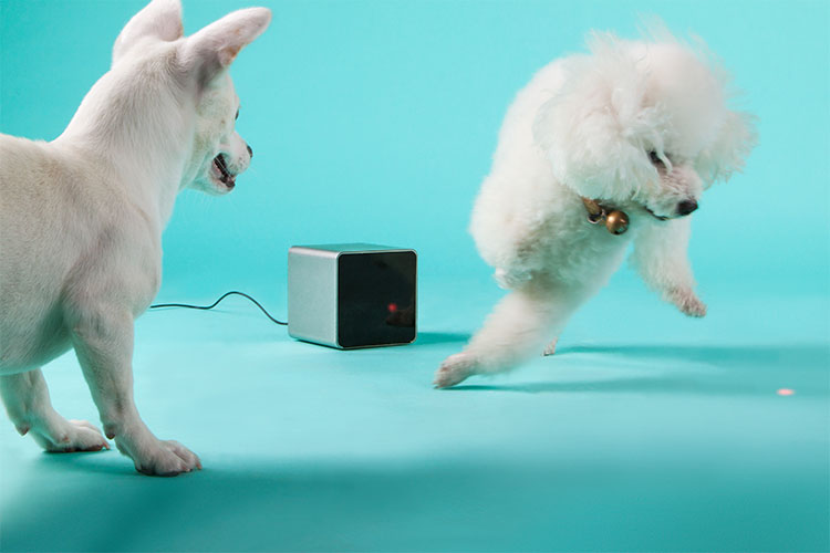 PetCube Play With Your Pet From Your Phone