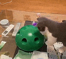 This Pop N’ Play Cat Teaser Toy Might Be The Greatest Way To Burn Your Cat’s Energy