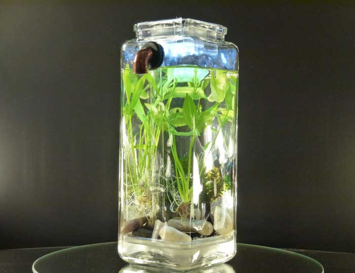Self Cleaning Fish Aquarium 3