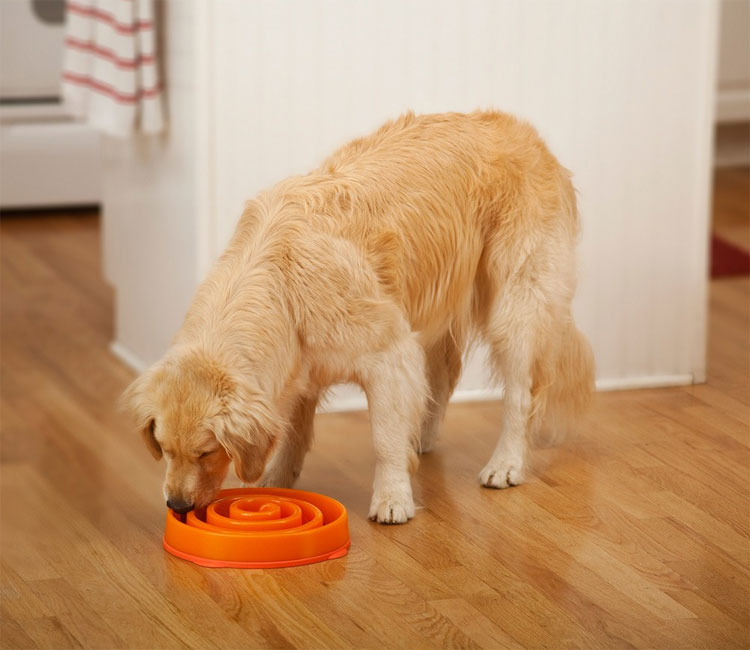 Slo-Bowl Dog Bowl For Slower Feeding