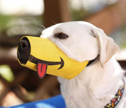 Smiling Dog Muzzle With Tongue Sticking Out