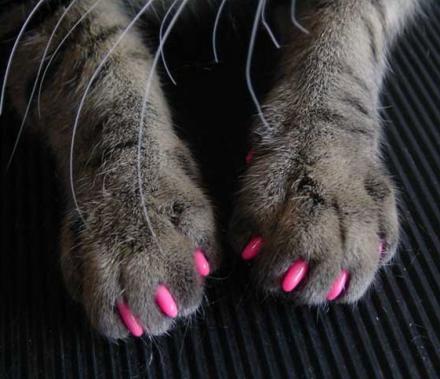 SoftClaws Cat Claw Attachments