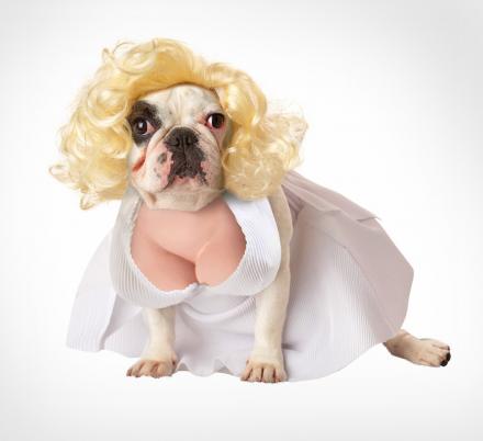 There’s Now a Dog Costume That Turns Your Pooch Into Marilyn Monroe