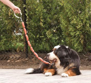 Hot Dog Leash