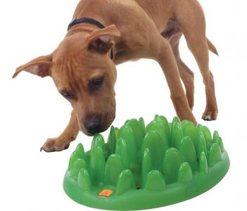 Green Interactive Pet Feeder