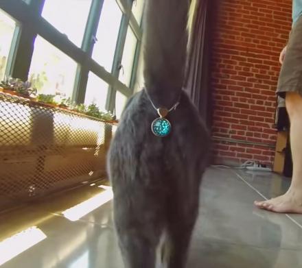Twinkle Tush Covers Your Cat’s Butt With A Jewel