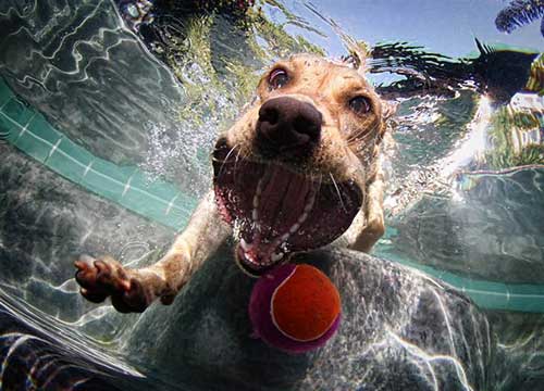 Underwater Dogs Book 10