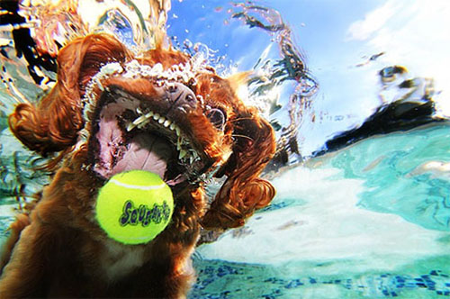 Underwater Dogs Book 3