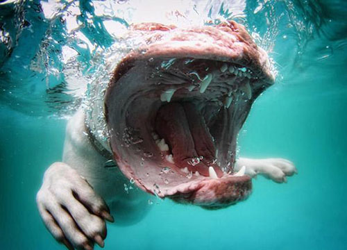 Underwater Dogs Book 4