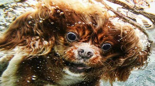 Underwater Dogs Book 5