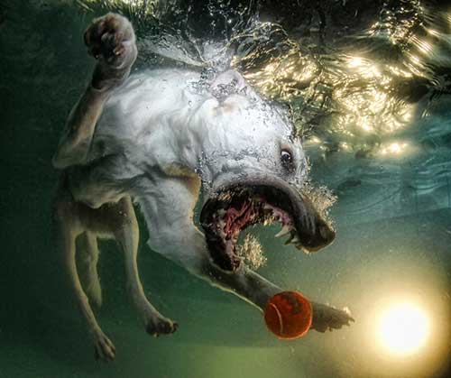 Underwater Dogs Book 6