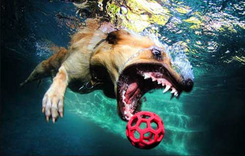 Underwater Dogs Book 7