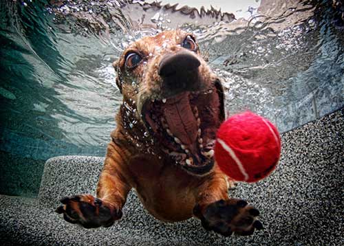 Underwater Dogs Book 8