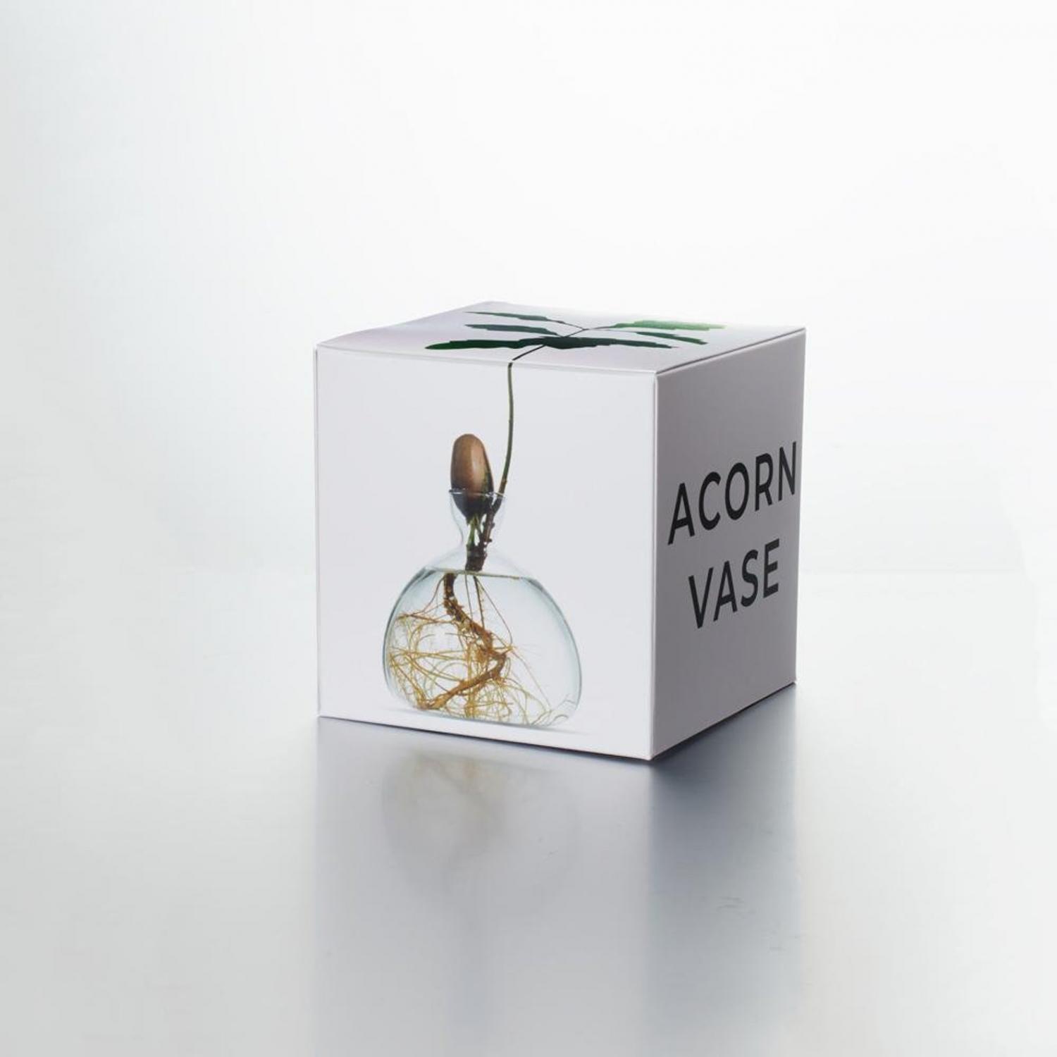 Acorn Growing Vase