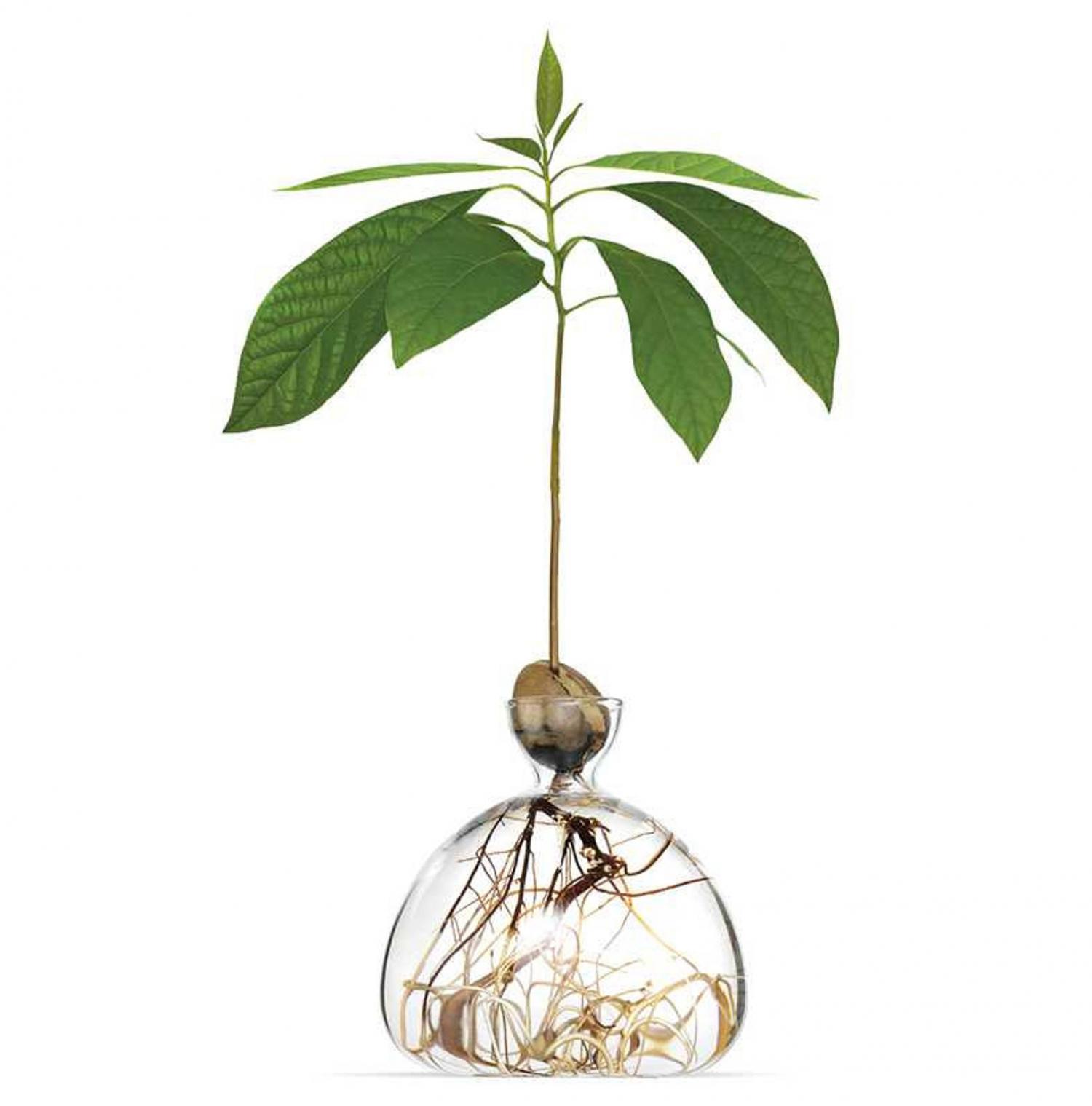 Acorn Growing Vase