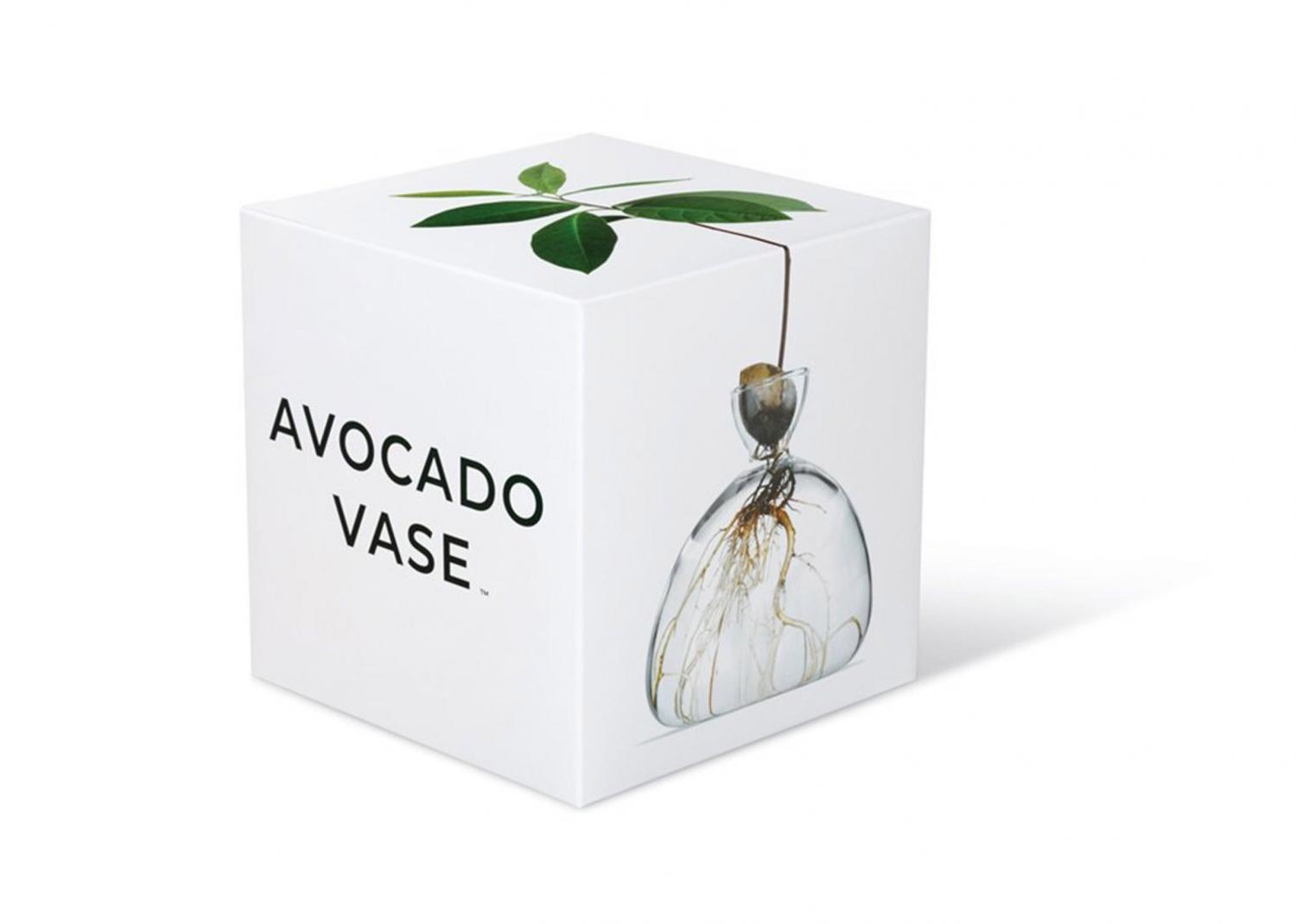 Acorn Growing Vase