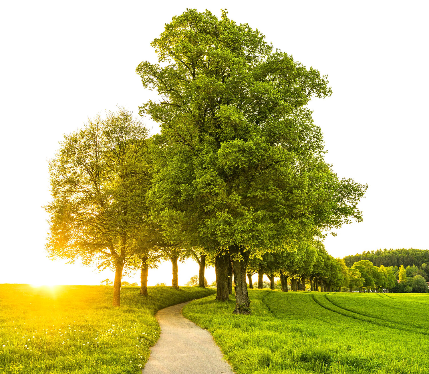 Majestic Oak Tree