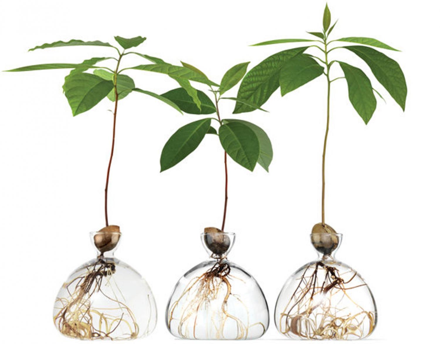 Acorn Growing Vase