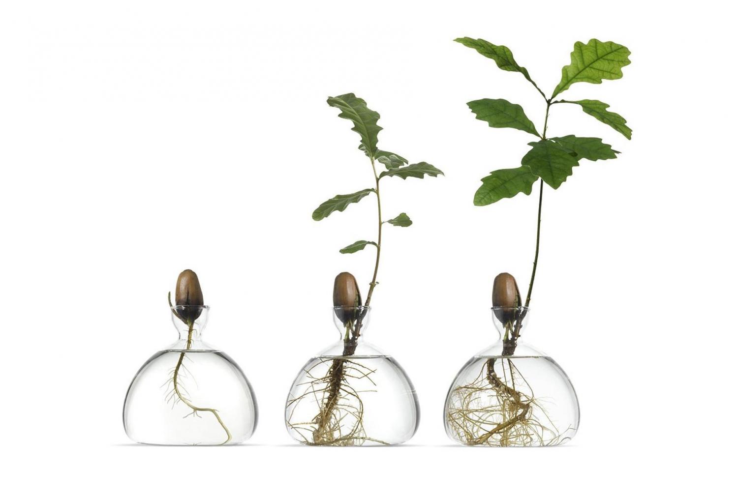 Acorn Growing Vase