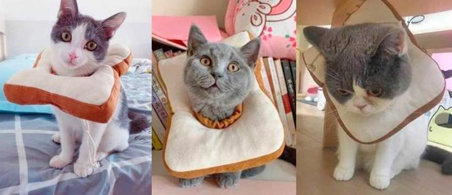Adorable Slice Of Bread Toast Cat Cone