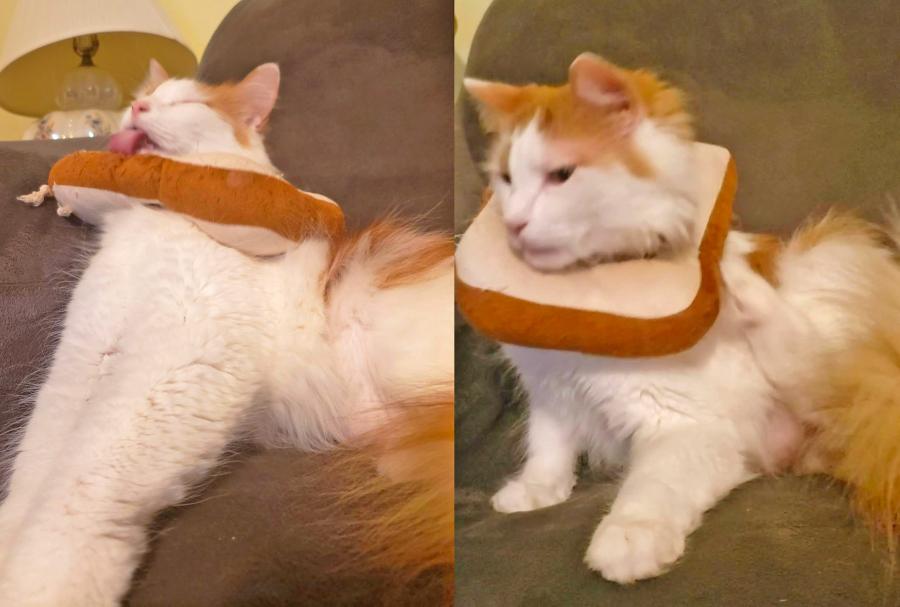 Adorable Slice Of Bread Toast Cat Cone