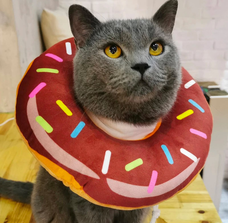Adorable Dnout Cat Cone