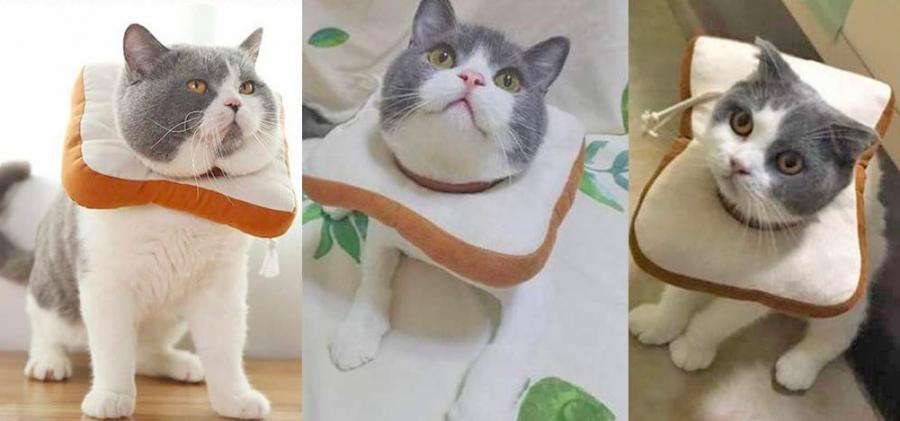 Adorable Slice Of Bread Toast Cat Cone