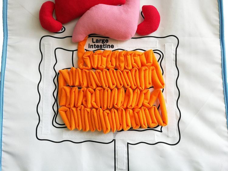 Anatomy Kids Apron Educates Children On Body Organs - Body organ teaching velco apron