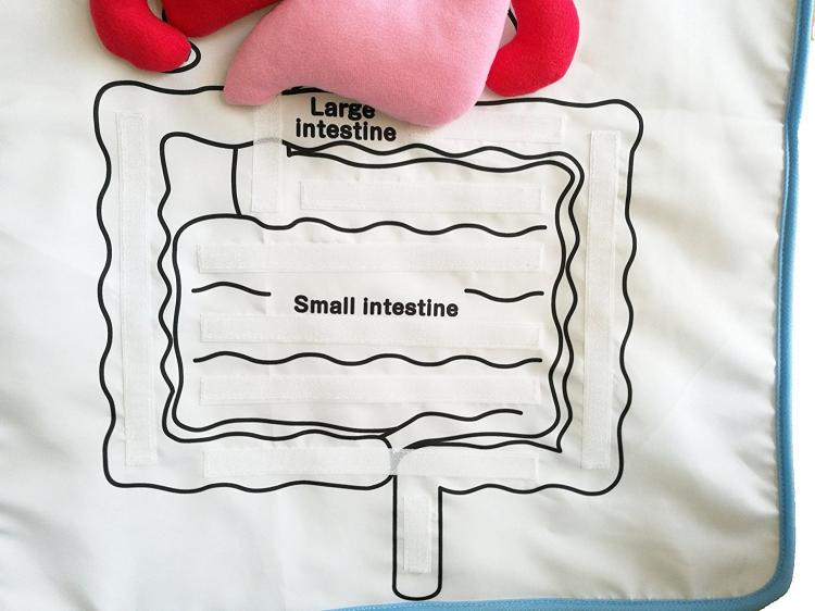 Anatomy Kids Apron Educates Children On Body Organs - Body organ teaching velco apron