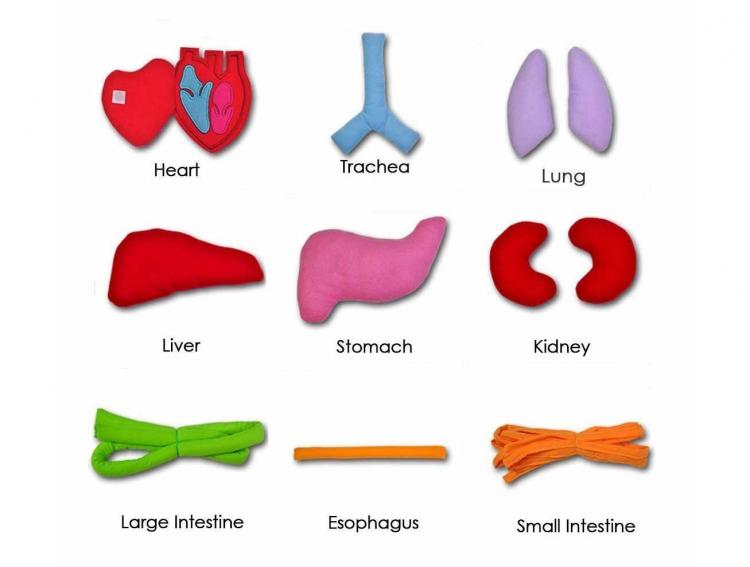 Anatomy Kids Apron Educates Children On Body Organs - Body organ teaching velco apron