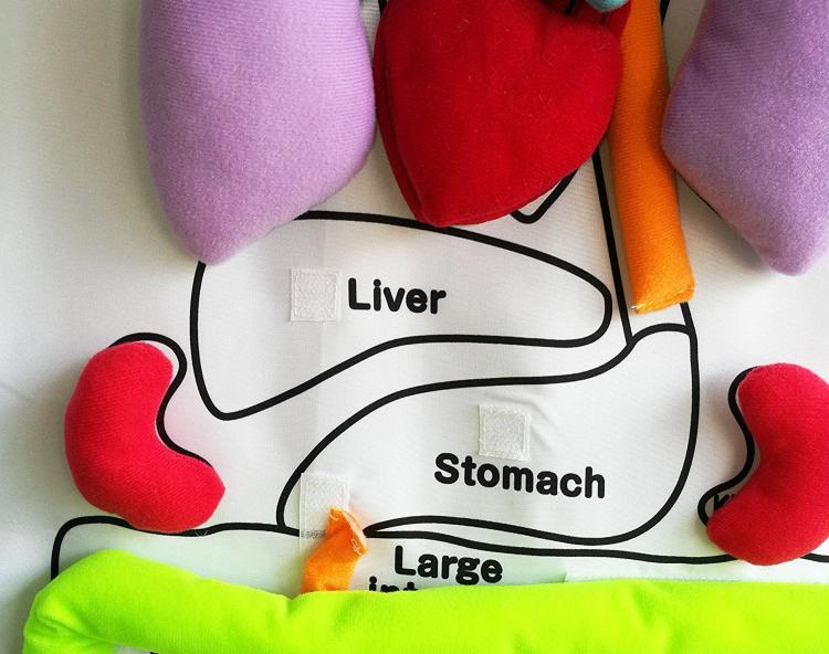 Anatomy Kids Apron Educates Children On Body Organs - Body organ teaching velco apron
