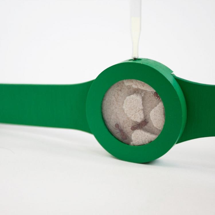 Ant Watch - Wrist Watch With Live Ants