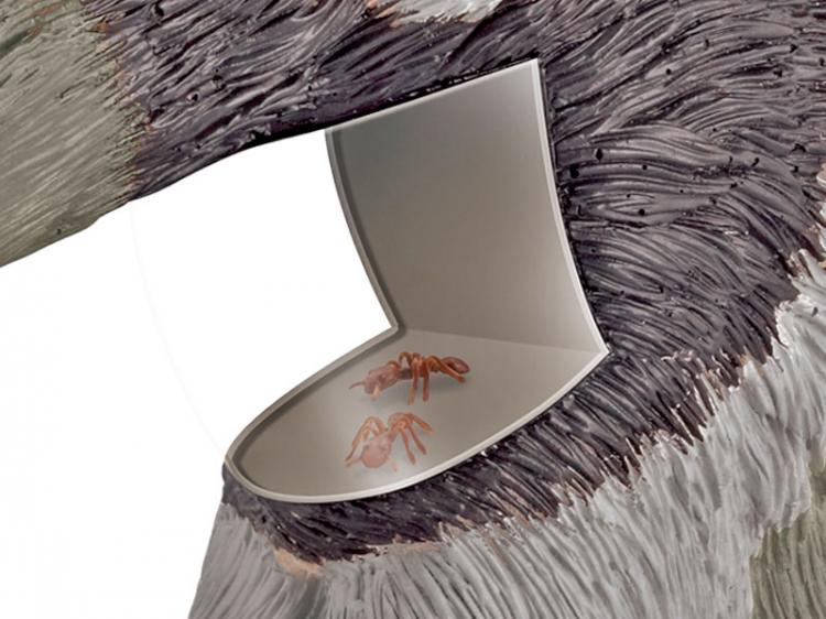 Anteater Bug Vacuum - Bug Observer Toy