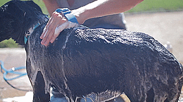 Aquapaw Palm Dog Scrubber and Sprayer - Spray water from your palm to wash your dog - connects to garden hose or shower head